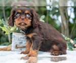 Small #4 Cavalier King Charles Spaniel