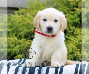 Golden Retriever Puppy for sale in LITITZ, PA, USA