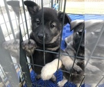 Small Photo #2 Norwegian Elkhound Puppy For Sale in PAGELAND, SC, USA