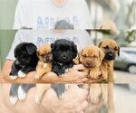 Small Photo #12 Mutt Puppy For Sale in Redmond, WA, USA