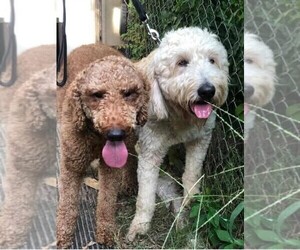 Father of the Goldendoodle-Poodle (Standard) Mix puppies born on 11/23/2022