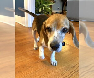 Matty - Male Beagle Dog for Adoption - Photo #14