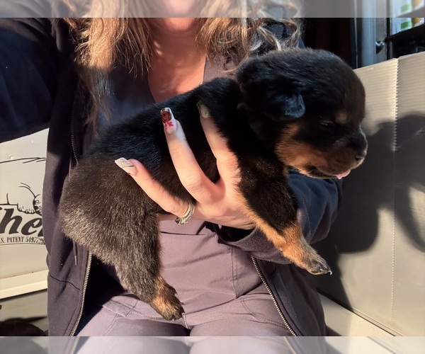 Medium Photo #32 Rottweiler Puppy For Sale in GREEN SPRINGS, OH, USA