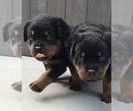 Small Photo #3 Rottweiler Puppy For Sale in BEVERLY HILLS, CA, USA