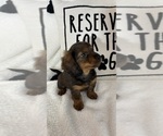 Small #2 Dachshund