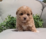 Small #6 Maltipoo