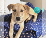Small #2 Labrador Retriever Mix