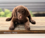 Puppy Woody Labradoodle