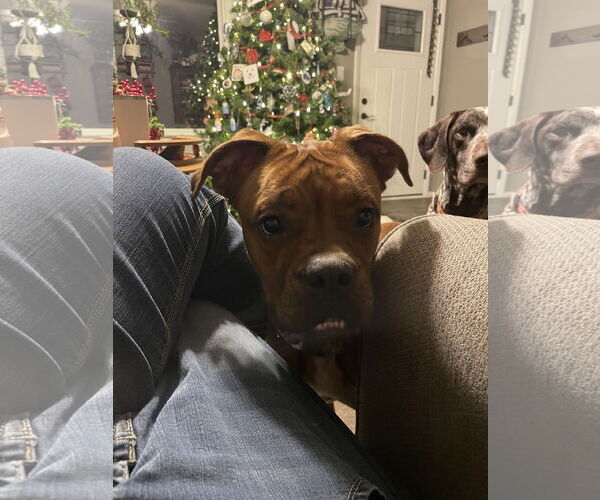 Medium Photo #6 Boxer Puppy For Sale in Columbus, IN, USA