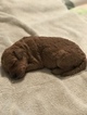 Small Photo #2 Goldendoodle Puppy For Sale in CONYERS, GA, USA