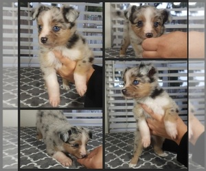 Miniature Australian Shepherd Puppy for sale in OAKLEY, CA, USA