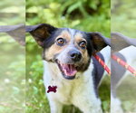 Small #3 Australian Shepherd-Beagle Mix