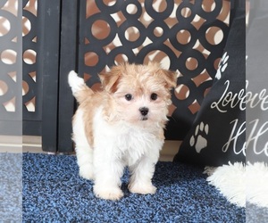 Havanese Puppy for sale in MOUNT VERNON, OH, USA