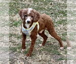 Small #2 Poodle (Miniature)