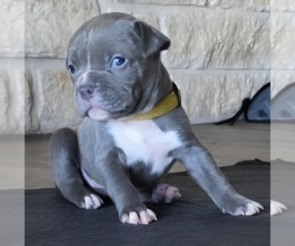 Medium Photo #23 American Bully Puppy For Sale in COPPERAS COVE, TX, USA