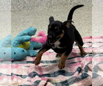 Small #2 Boxer Mix