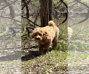 Goldendoodle-Poodle (Standard) Mix Puppy for sale in HARRISONVILLE, MO, USA