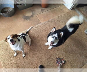 Lenny - Male Mutt Dog for Adoption - Photo #2