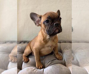 French Bulldog Puppy for sale in CHARLESTON, SC, USA