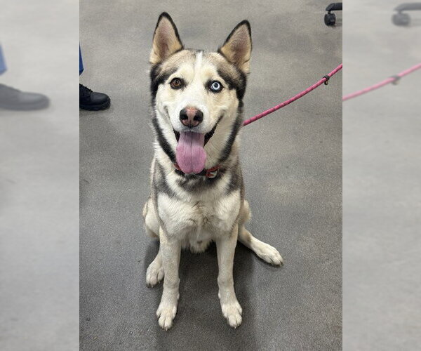 Medium Photo #1 Siberian Husky Puppy For Sale in Forestville, MD, USA