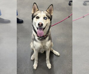 Siberian Husky Dogs for adoption in Forestville, MD, USA