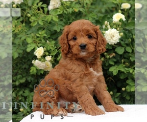 Cavapoo Puppy for sale in PARADISE, PA, USA
