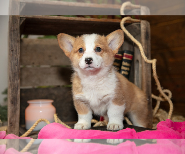Medium Photo #14 Pembroke Welsh Corgi Puppy For Sale in WAKARUSA, IN, USA