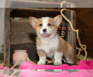 Medium Pembroke Welsh Corgi