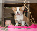 Puppy Emma Pembroke Welsh Corgi