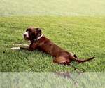 Small Photo #3 Mutt Puppy For Sale in Holly Springs, NC, USA