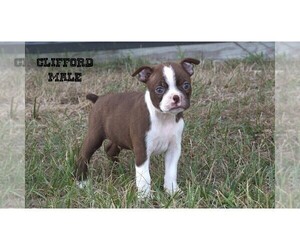 Boston Terrier Puppy for sale in CLARE, MI, USA
