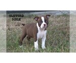 Image preview for Ad Listing. Nickname: Litter of 7