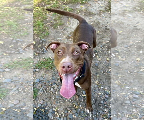 Medium Photo #8 Labrador Retriever-Unknown Mix Puppy For Sale in Minneapolis, MN, USA