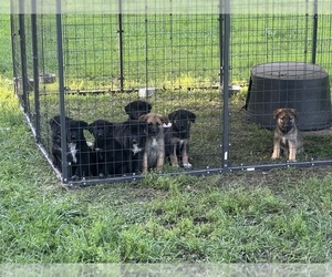 Shollie Puppy for Sale in PORTER, Texas USA