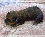 Small Photo #47 Yorkipoo Puppy For Sale in ARLINGTON, TX, USA