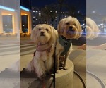 Small Photo #1 Lhasa Apso Puppy For Sale in PHOENIX, AZ, USA