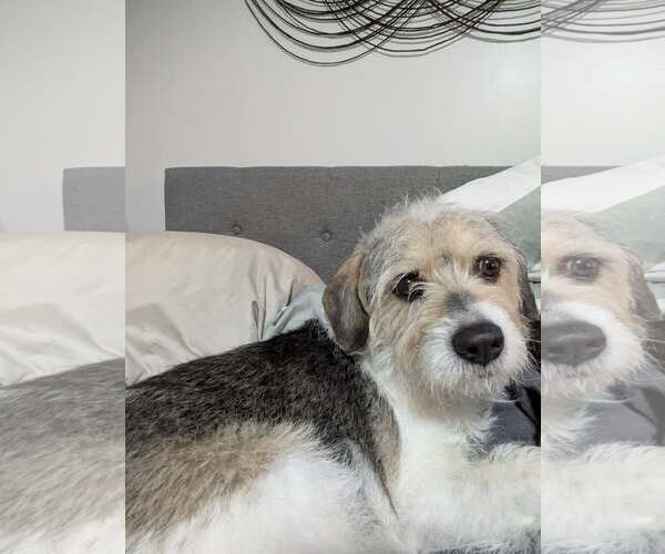 Medium Photo #3 Mutt Puppy For Sale in Arlington, VA, USA