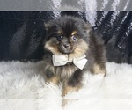 Small #4 Pomeranian