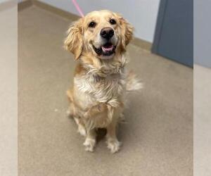 Golden Retriever Dogs for adoption in Aurora, CO, USA