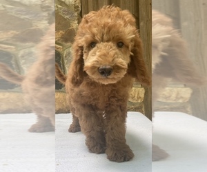 Goldendoodle (Miniature) Puppy for Sale in WEST GROVE, Pennsylvania USA