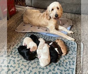 Mother of the Goldendoodle puppies born on 03/24/2022