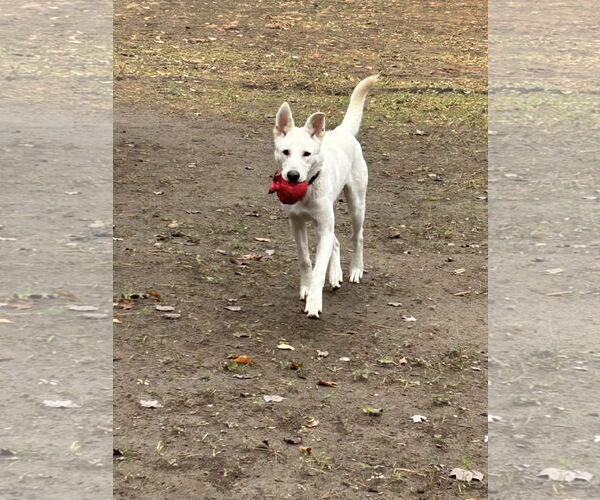 Medium Photo #1 - Mix Puppy For Sale in Hoffman Estates, IL, USA