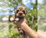 Puppy Puppy 2 Cocker-Pei