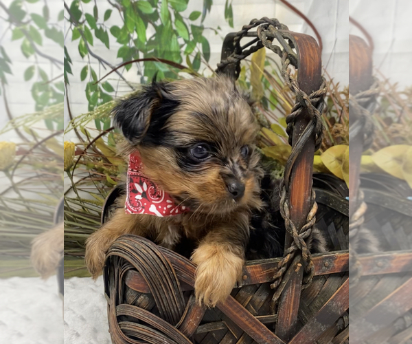 Medium Photo #8 Shorkie Tzu Puppy For Sale in SELLERSBURG, IN, USA