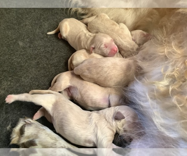Medium Photo #2 Golden Retriever Puppy For Sale in RILEYVILLE, VA, USA