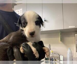 Border Collie-Unknown Mix Dogs for adoption in Visalia, CA, USA