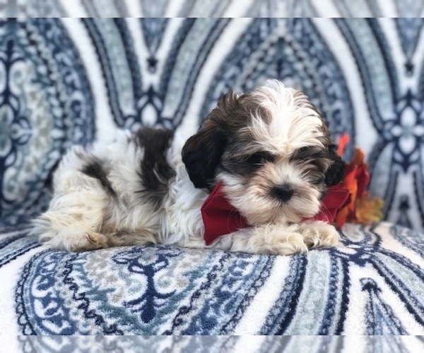 Medium Photo #11 Zuchon Puppy For Sale in LAKELAND, FL, USA