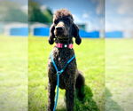 Small #1 Poodle (Standard)