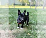 Small #10 Chihuahua Mix