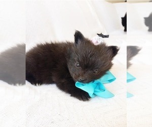 Pomeranian Puppy for sale in HOFFMAN EST, IL, USA